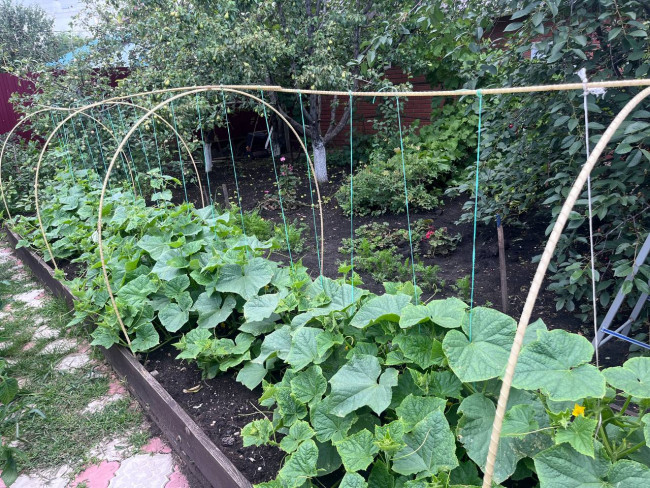 Колышки композитные для подвязки растений, 20шт в упаковке, Ø12мм